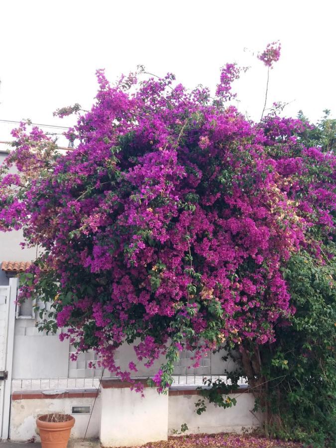 Casa Agrumeto - Locazione Turistica Mondello Dış mekan fotoğraf
